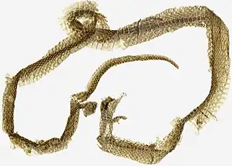 The brown shed skin of a snake in an open inverted heart-shaped coil on a white background.