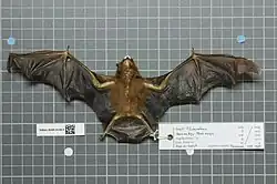 Brown bat
