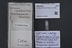 A capsule containing a tiny animal surrounded by identifying cards with handwriting on them