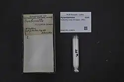 The image shows 2 labels and a glass tube stuffed with cotton. 2 white, long, sharp shells are at the bottom, which are turbonilla niveas.
