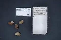 Shells of Garrett's rustic tree snail, one of many recent extinctions from the genus Partula.