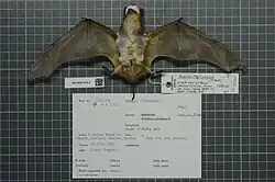 Preserved brown bat