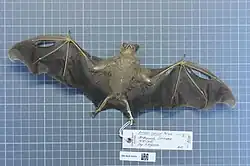 Brown bat