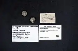 Trochulus (Trochulus) clandestinus (Hartmann, 1821)