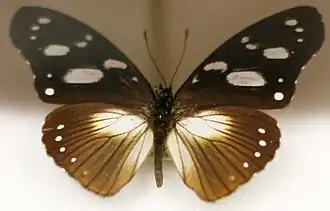 H. a. drucei from Madagascar