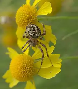 Neoscona arabesca Oklahoma, USA