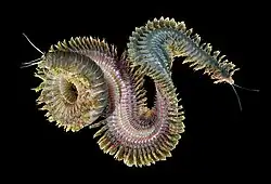 Sandworms eat seaweed and microorganisms and can be over 4 feet (1.2&nbsp;m) long.