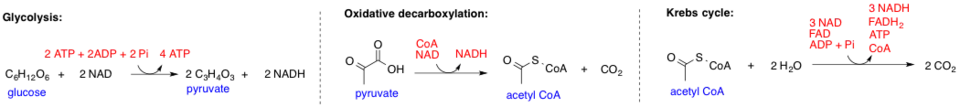 Glycolysis, Oxidative Decarboxylation of Pyruvate, and Tricarboxylic Acid (TCA) Cycle