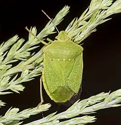 A southern green stink bug on a leaf