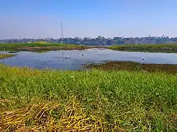 A photo showing a wide river with a variety of low wetland vegetation on the sides.