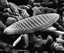 Nitzschia kerguelensis