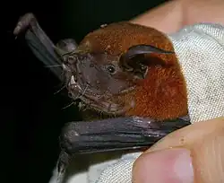 Brown bat