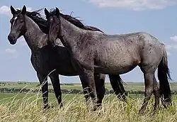 Two Nokota horses standing in open grassland with rolling hills and trees visible in the background.