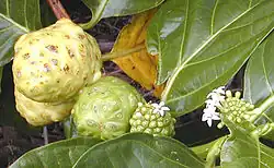 In the noni, flowers are produced in time-sequence along the stem. It is possible to see a progression of flowering, fruit development, and fruit ripening.