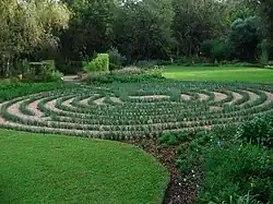 Low-maintenance Tulbaghia violacea maze/labyrinth