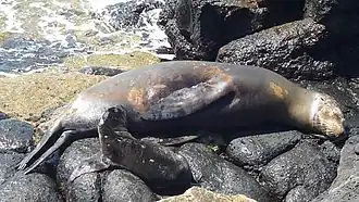 North Seymour Island Galápagos seal with baby