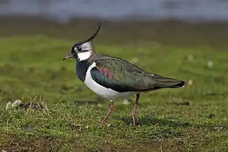 Northern lapwing (Vanellus vanellus)