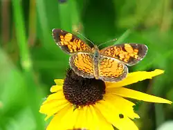 Phyciodes cocyta butterfly