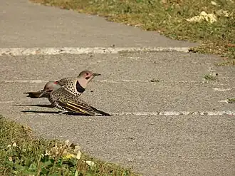 C. a. luteus, in Minnesota