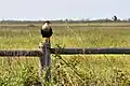 Northern crested caracara (Caracara cheriway), Attwater Prairie Chicken National Wildlife Refuge