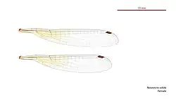 Female wings