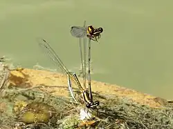 Mating pair. Male holds the female while she oviposits.