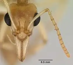 Head of worker dinosaur ant with large eyes and long mandibles