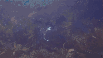 Feeding on an octopus