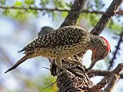 Arboreal foraging in C. nubica (female)