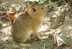 A brown pika sitting on the ground as seen from the side