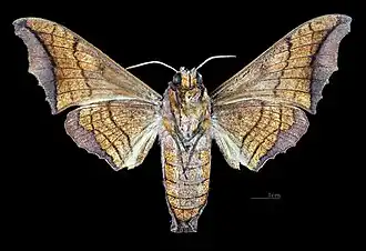 Female ventral (coll.MHNT)