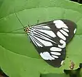 Marbled white moth (Nyctemera&nbsp;coleta) from the Philippines