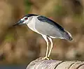 'Nominate N.&nbsp;n. nycticorax in Israel
