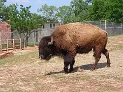 American bison (Bison bison).