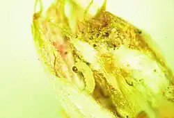 An green, partially eaten, oval made of many thin leaves. A small greenish caterpillar with a black head feeds on the bud.