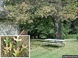 Photograph of leaf and whole tree symptoms of oak wilt in a red oak tree
