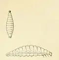 Larva