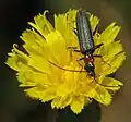 Oedemera croceicollis