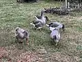 Geese in Guédelon, Treigny-Perreuse-Sainte-Colombe.
