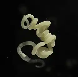 Olavius algarvensis depends on five different species of symbiotic bacteria for its nutrition.