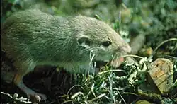 Brown and white long-tailed rat