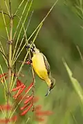 Olive-backed sunbird