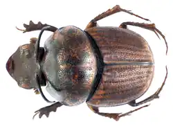 Onthophagus luridipennis male