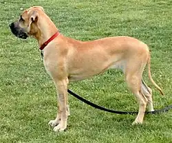 Great Dane Genotype Ay either homozygous or in combination with one of the other alleles