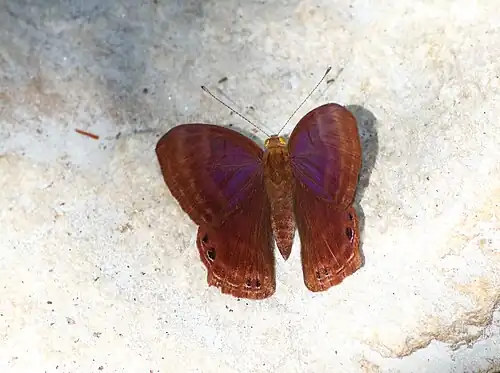 Dorsal view