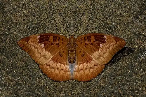 Dorsal view (female)