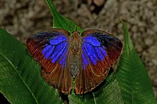 Dorsal view (female)