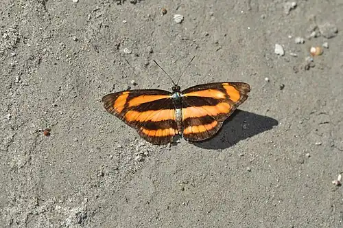 Dorsal view