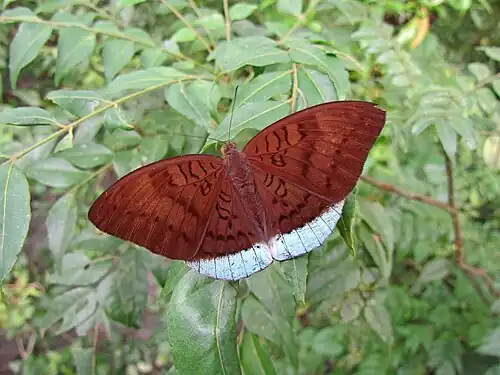 Dorsal view (male)