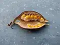 Opened seed pod of B. populneus in Agadir, Morocco.